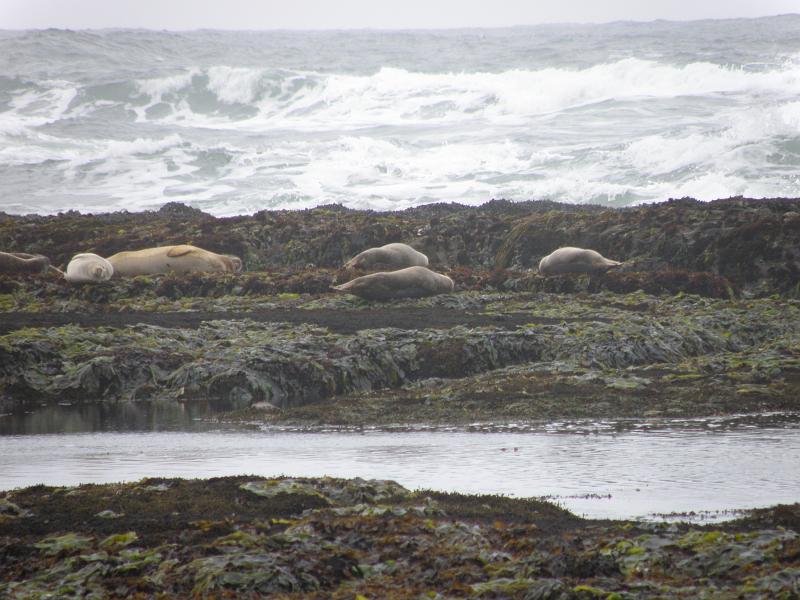 P6182022 Fitzgerald Reserve.JPG